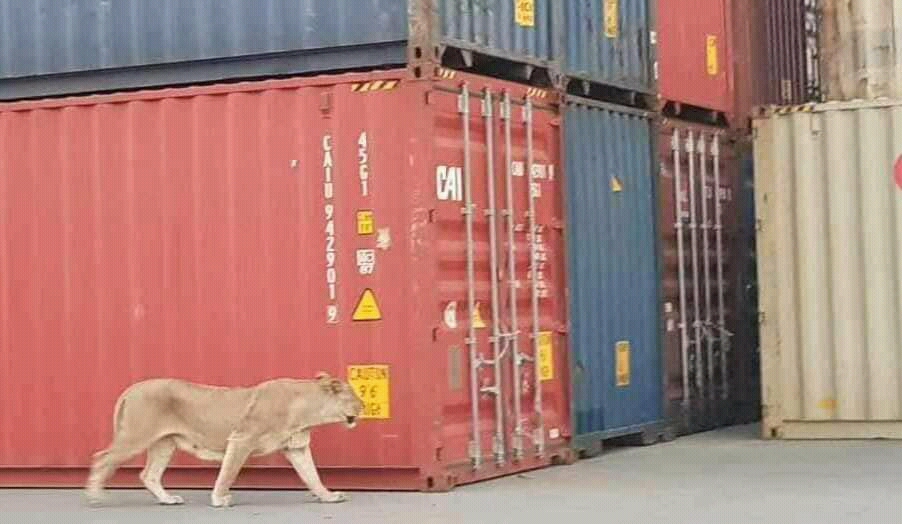 Seekor singa betina berjalan di sekitar tumpukan kontainer. (Foto: Istimewa)