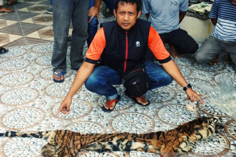 Barang bukti kulit harimau yang disita polisi dari tangan sindikat perdagangan satwa Riau-Jambi. (Foto: Dok/Antara)