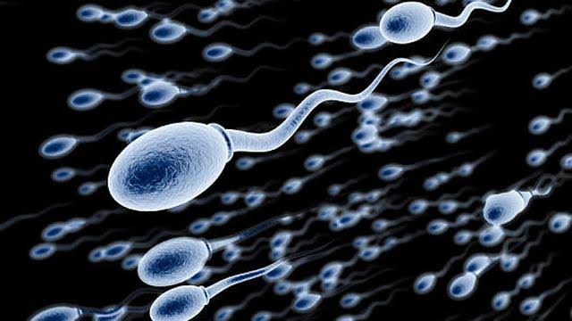 Ilustrasi sperma. (Foto: Istimewa)