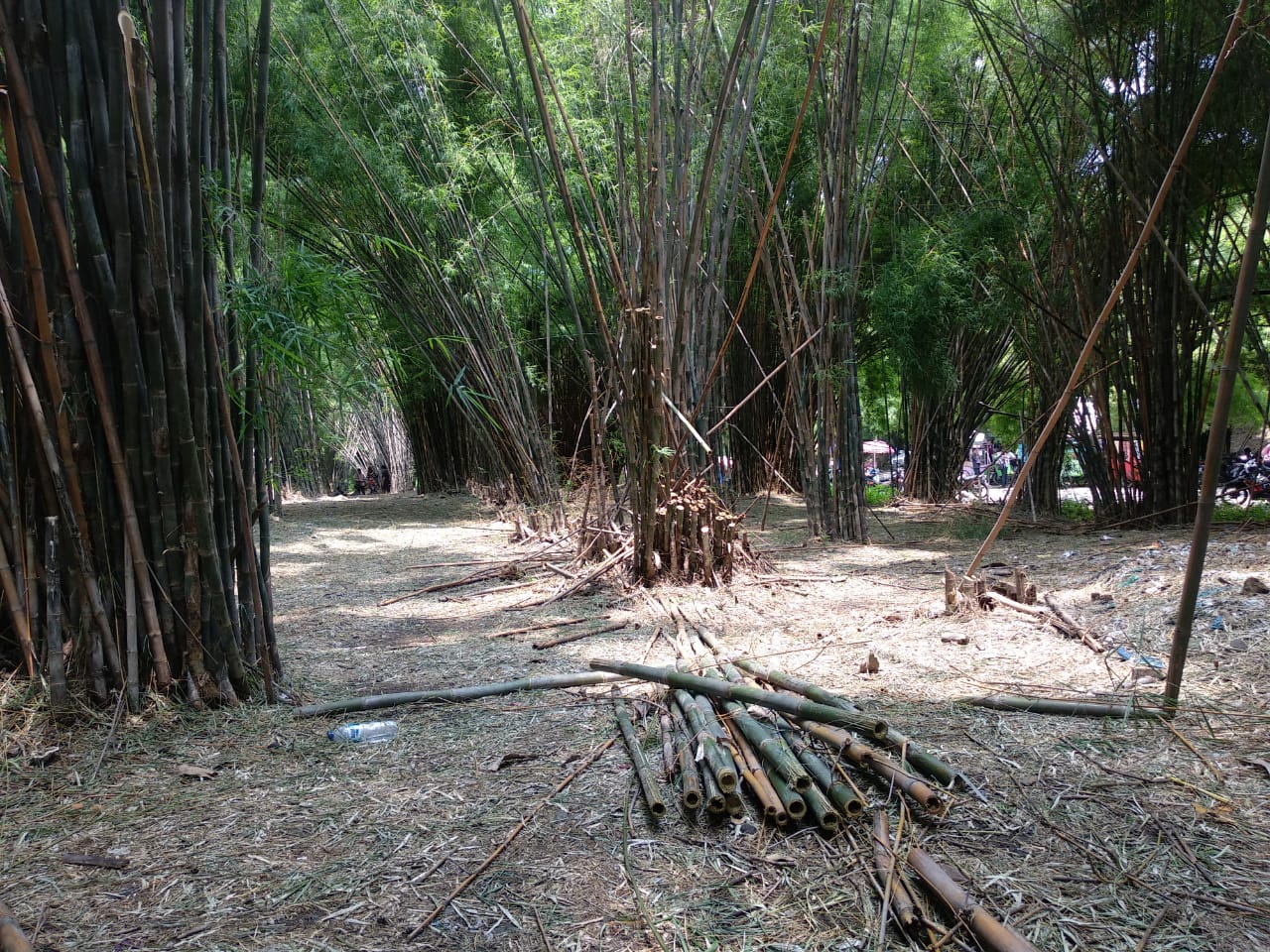 Suasana Hutan Bambu Keputih.  (Foto: Rizqi Mutqiyyah/Ngopibareng.id)