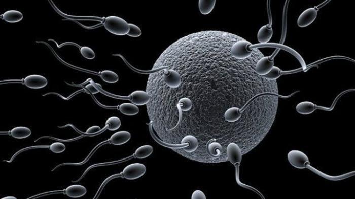 Ilustrasi Sperma saat akan menuju sel telur. (Foto:ilustrasi google)