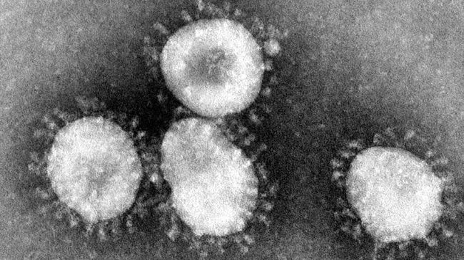 Virus Corona. (Foto: Istimewa)