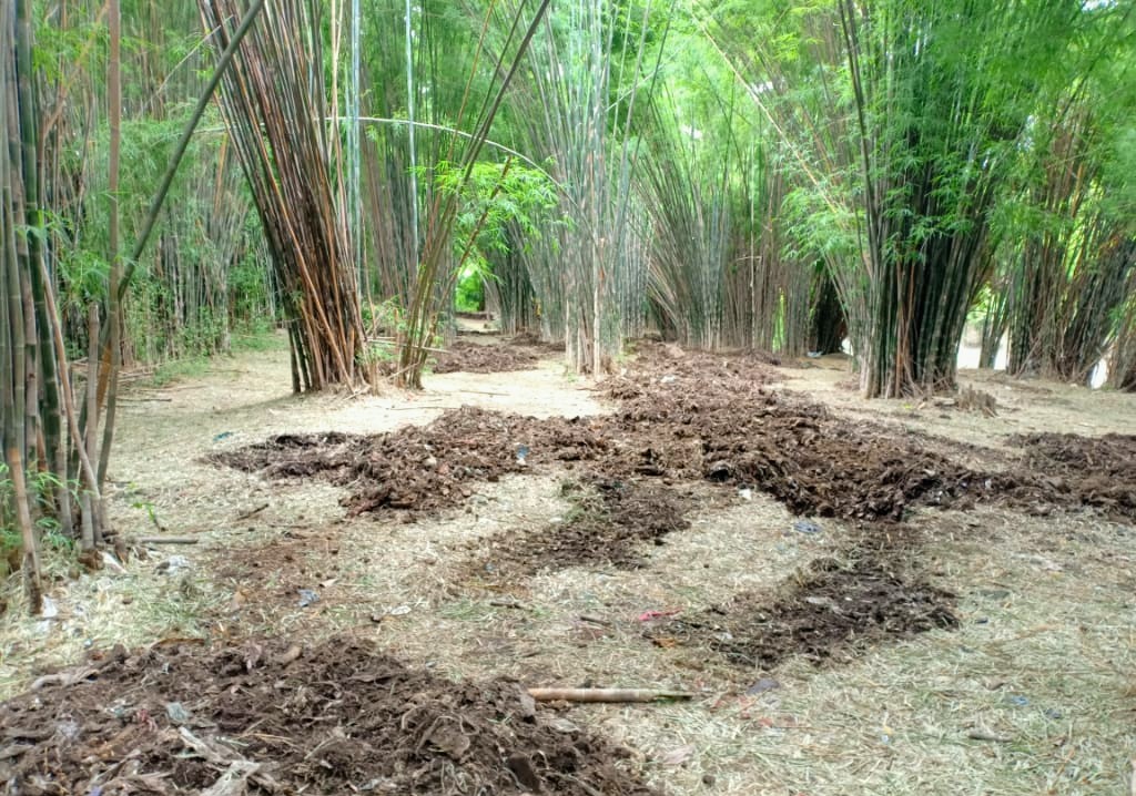 Kondisi hutan bambu Keputih saat proses penyulaman. (Foto: Rizqi Mutqiyyah/Ngopibareng.id)