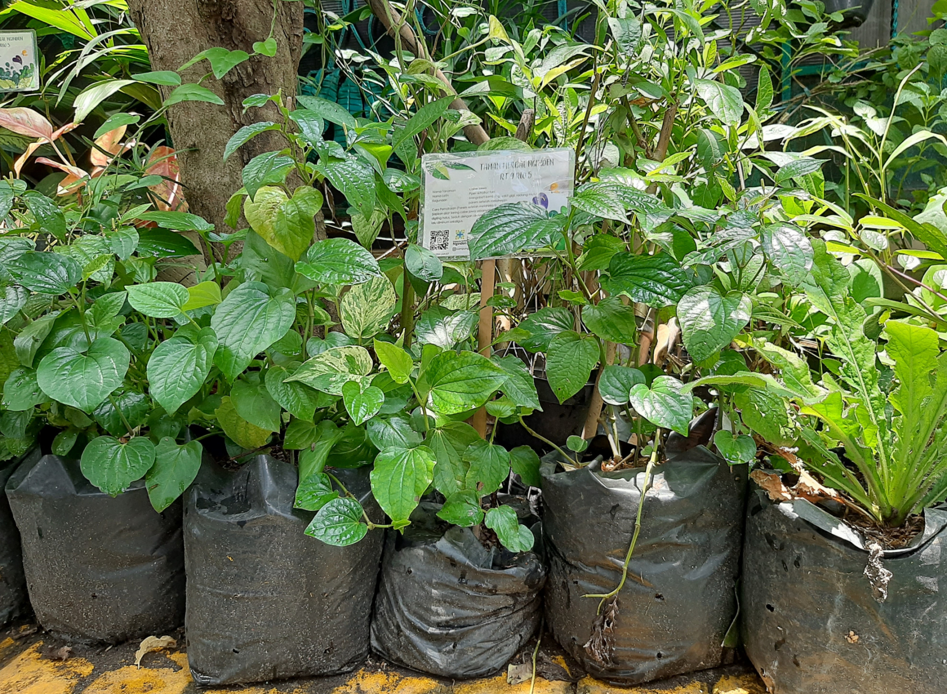 Tanaman rempah seperti sirih yang ditanam di Kampung Herbal. (Foto: Pita Sari/Ngopibareng.id)