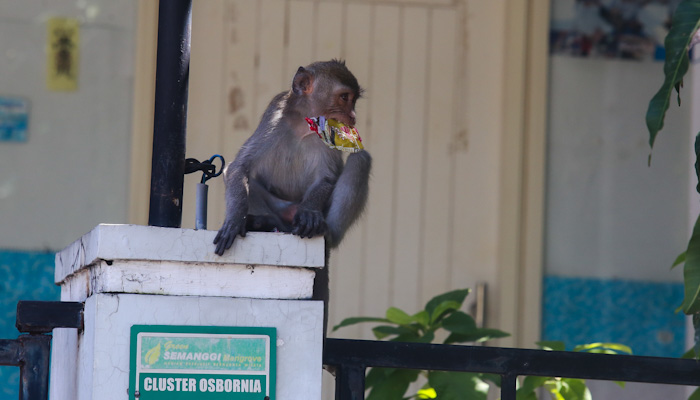 Seekor monyet liar memakan bungkus rokok di atas pagar rumah warga. (Foto: Erfan Hazransyah/Ngopibareng.id)