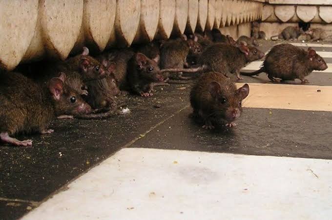Tikus dituding menjadi penyebab penularan hantavirus. (Foto: Istimewa)