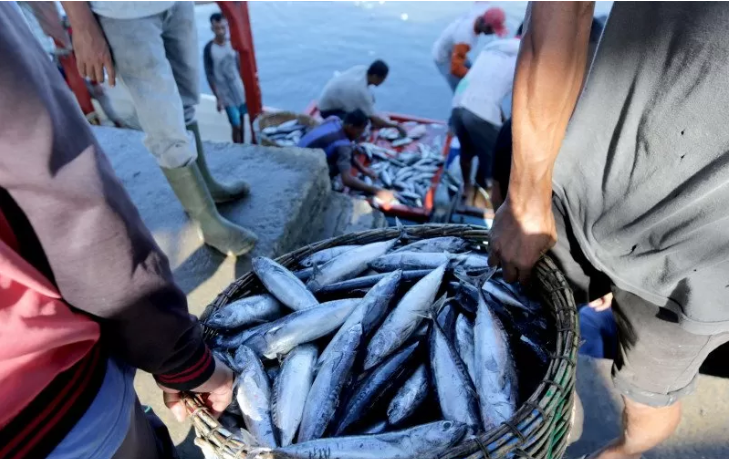Ilustrasi: Nelayan membongkar muat ikan hasil tangkapan di Pelabuhan Pendaratan Ikan (PPI) Samudera, Banda Aceh, Aceh. (Foto: Antara/Irwansyah Putra)