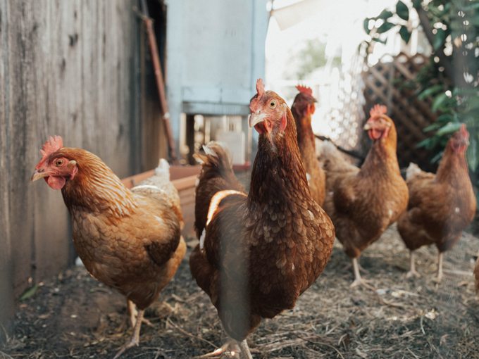 Harga ayam merosot, peternak ayam Madiun bagikan ayamnya gratis. (Ilustrasi/Unsplash.com)