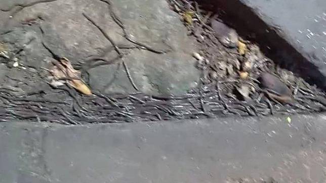 Ribuan cacing tanah bermunculan di trotoar di Solo. (Foto: youtube)