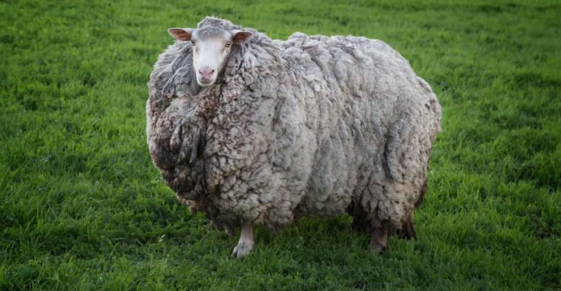 Prickles, domba asal Australia yang menjadi ikon social distancing. (Foto:BBC)