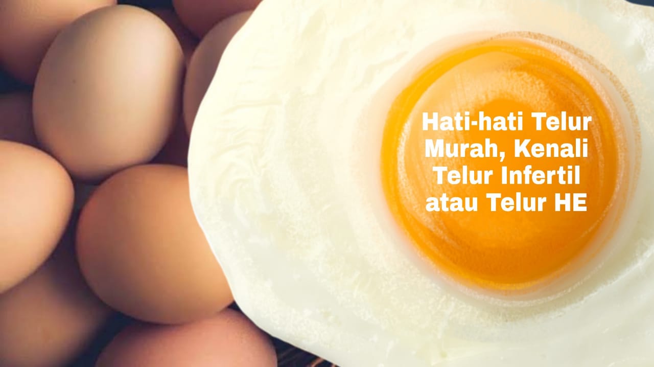Ilustrasi telur infertil atau telur HE, yang dijual murah meriah di pasaran. (Grafis: Fa Vidhi/Ngopibareng.id)