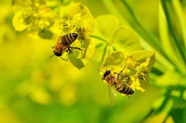 Lebah sebagai gambaran orang-orang mukmin. (Foto: Ilustrasi)