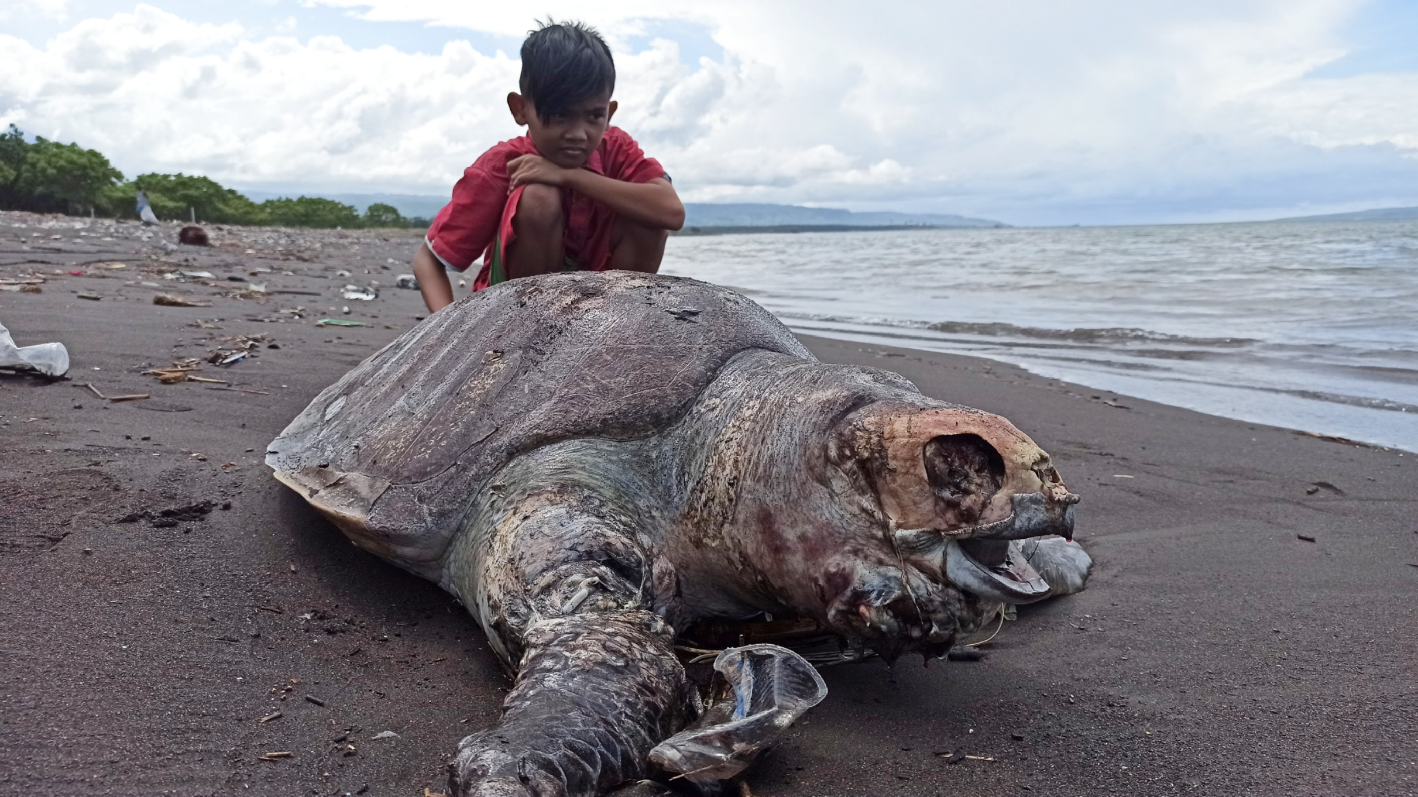 Penyu Lekang yang ditemukan mati di sekitar pantai pulau Santen. (Foto: Muh. Hujaini/Ngopibareng.id)