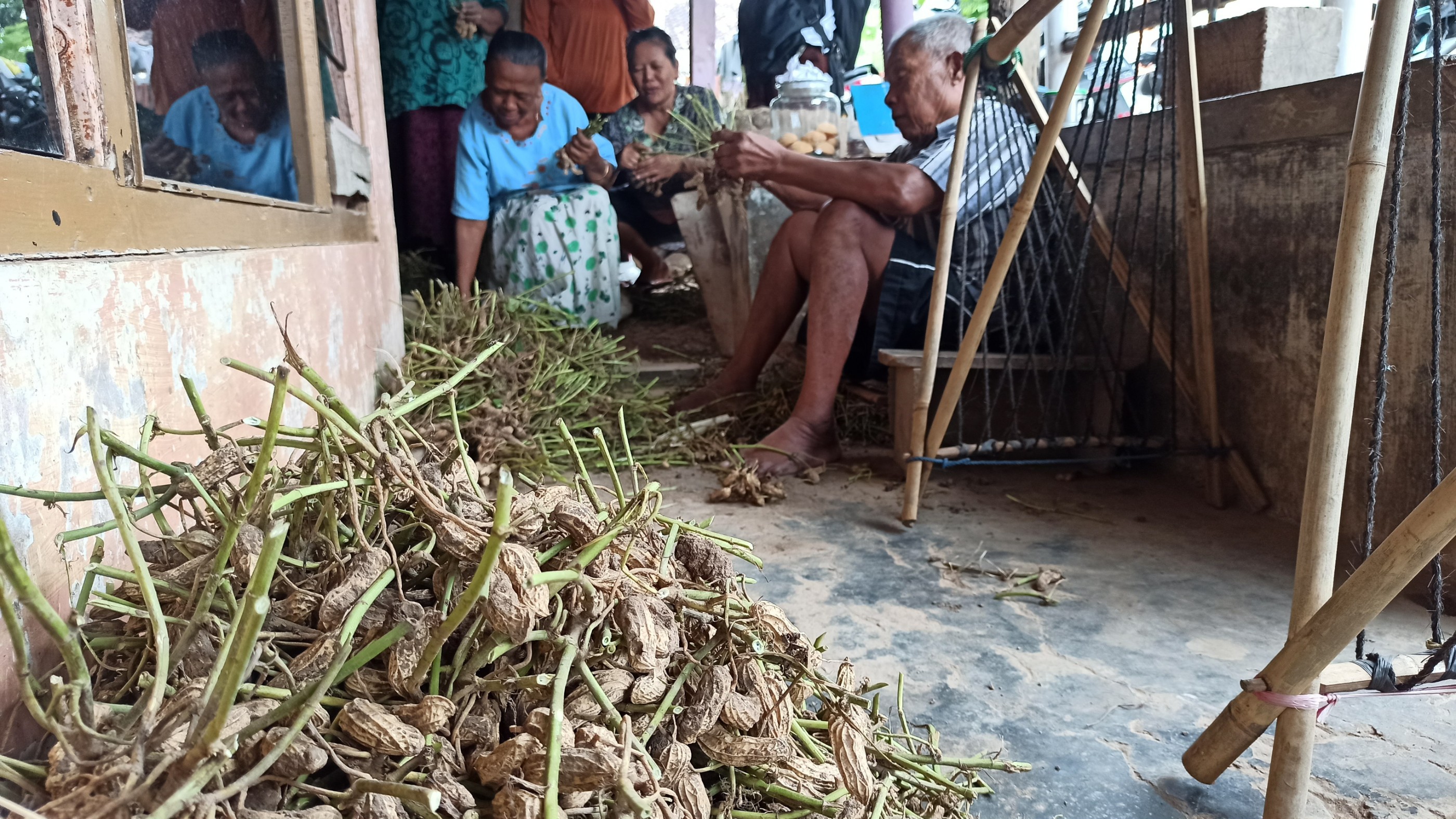Mahin, 65 tahun, sedang membersihkan dan memotong batang kacang tanah. Di sebelahnya dua orang nenek sedang mengikat batang kacang tanah yang sudah dipotong (foto: Hujaini/ngopibareng.id)