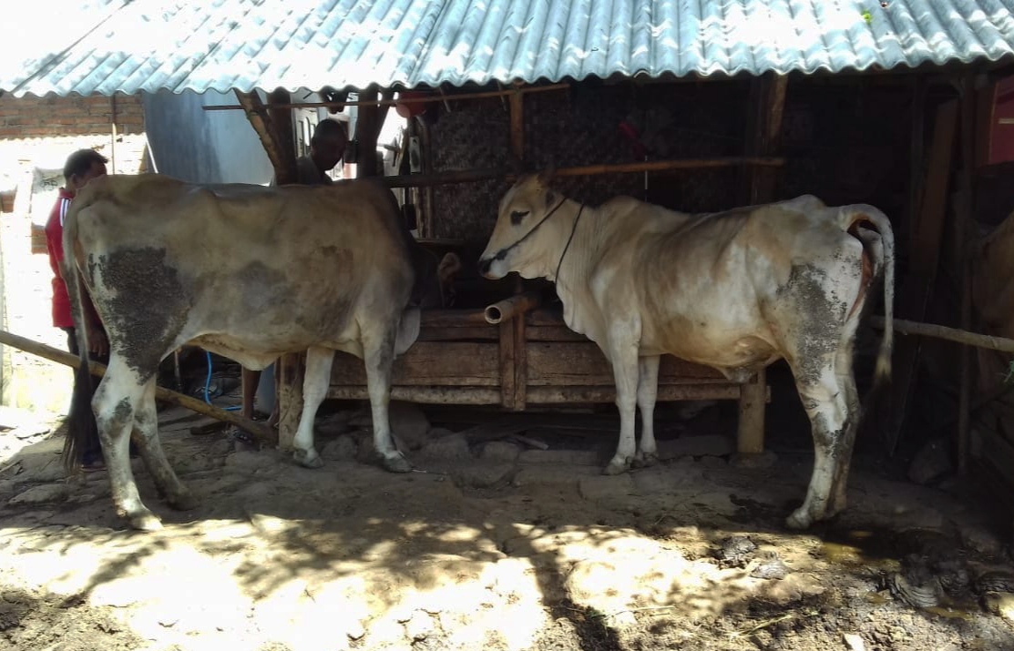 Dua ekor sapi milik Sunaim yang sempat dicuri pelaku (Foto: istimewa)