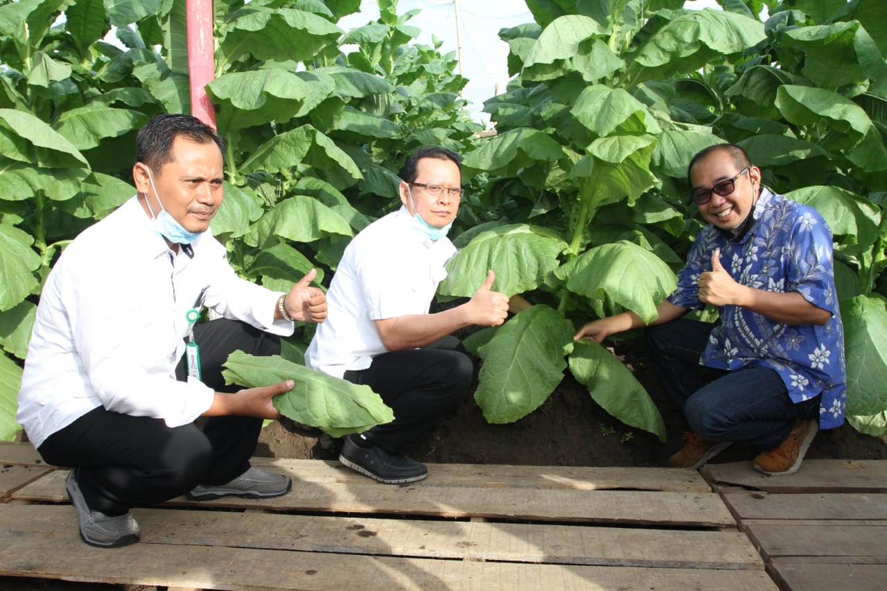 Bersama Direktur PTPN X Aris Toharisman (tengah) dan GM Kebun Tembakau  Kertosari Jember. (Foto PTPN X)
