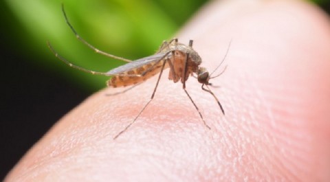 Ilustrasi nyamuk malaria. (Foto: Google)
