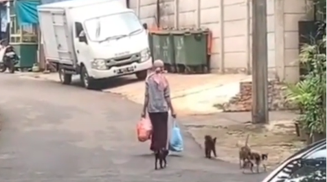 Viral video perempuan pemberi makan kucing. (Foto: Dok @fakta.indo)