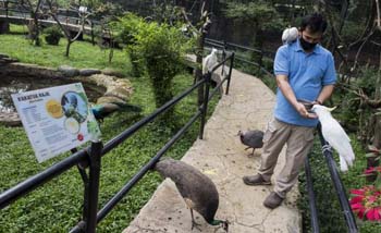 Seorang petugas sedang memberi makan berbagai jenis burung di Kebun Binatang Bandung (Bandung Zoological Garden), hari Sabtu. Kebun binatang sudah dibuka untuk umum, tapi masih sepi pengunjung. (Foto:Antara)