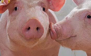 Hewan ini menurut ilmuwan China pembawa  virus swine flu G4 EA H1N1. (Foto:GridStar)