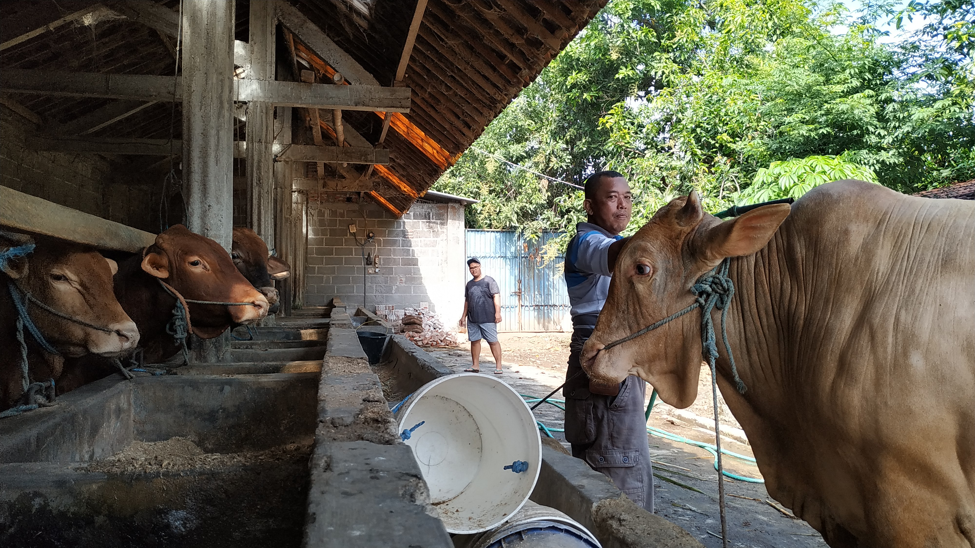 Pedagang hewan kurban di Kelurahan Campur Rejo, Kediri. (Foto: Fendhy Plesmana/Ngopibareng.id)