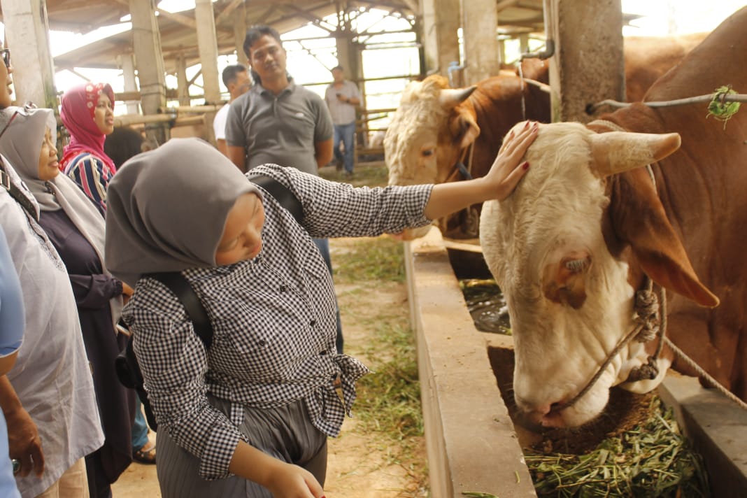 Tempat penjualan hewan qurban di sebuah peternakan sapi  daerah Bogor, masih sepi pembeli. ( foto: asmanu/ngopibareng.id)