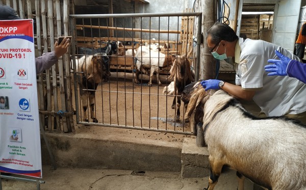  Tim Dinas Ketahanan Pangan dan Peternakan cek penetapan protokol kesehatan pedagang hewan kurban. (Foto: Fendhy Plesmana/Ngopibareng.id)
