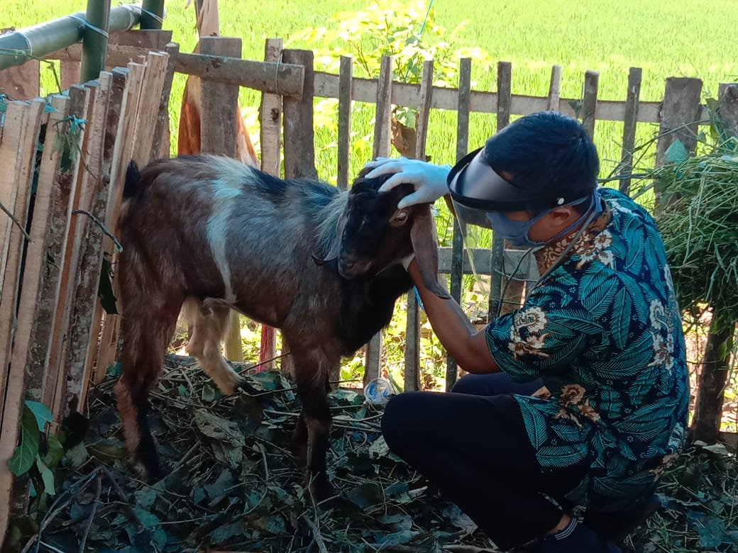 Petugas memeriksa kondisi kesehatan kambing yang dijual salah satu lapak penjual hewan kurban di Banyuwangi. (Foto: Istimewa)