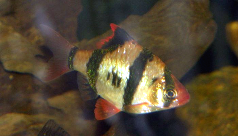 Ikan Tiger Fish yang harganya bisa puluhan juta rupiah. (Foto: Wikipedia)