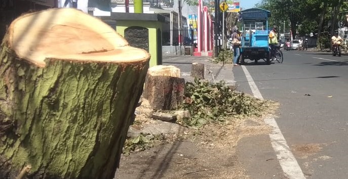 Di antara sejumlah batang pohon yang ditebang pihak PLN Probolinggo di Jalan HOS Tjokroaminoto. (Foto: Ikhsan Mahmudi/Ngopibareng.id)