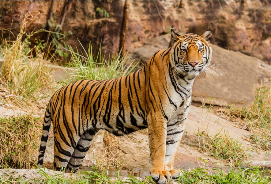 Populasi harimau dilaporka bertambah di lima negara. (Ilustrasi/Unsplash.com)