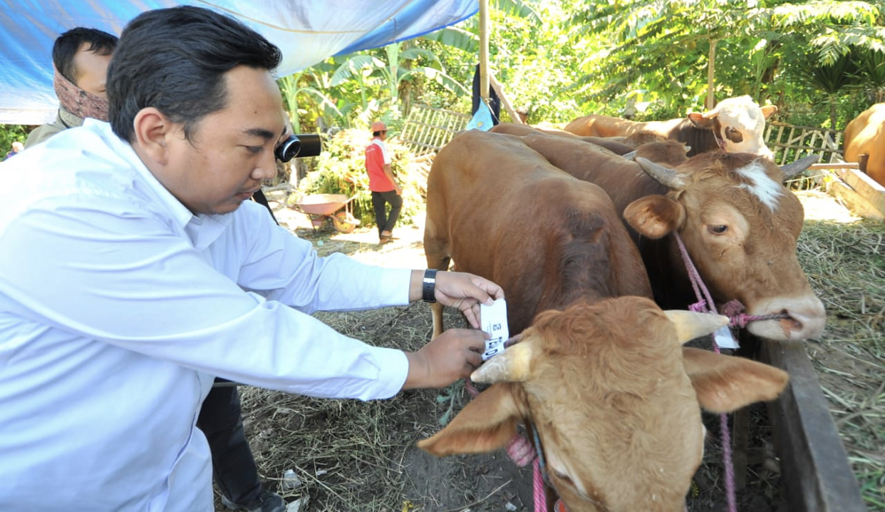Salah satu perwakilan Pemerintah Kota (Pemkot) Surabaya saat melakukan pengecekkan hewan kurban. (Foto: Dok. Humas Pemkot Surabaya)