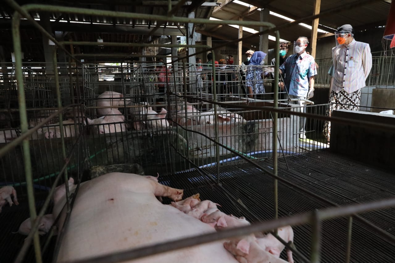 Gubernur Ganjar Pranowo melihat peternakan babi yang membuang limbahnya ke Sungai Bengawan Solo di Kabupaten Karanganyar, Kamis, 6 Agustus 2020. (Foto: Ist/Ngopibareng.id)