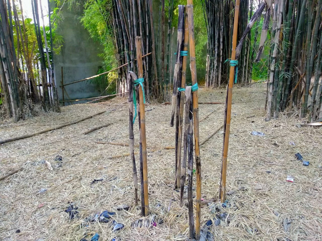 Salah satu titik penyulaman bambu di Hutan Bambu Keputih, Surabaya. Bambunya sudah kering kerontang berwarna cokelat tua kehitaman (Foto: M.Rizqi/Ngopibareng.id)