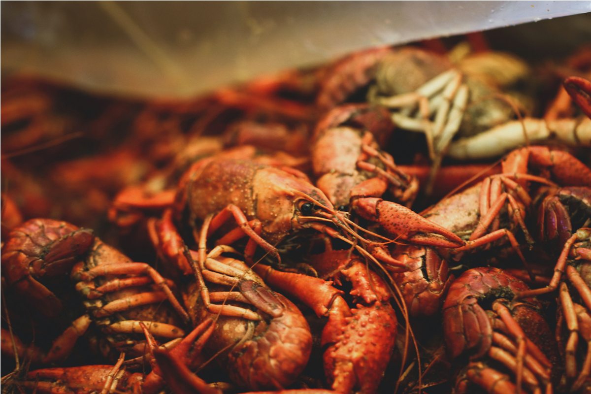 Ilustrasi lobster. (Foto: Unsplash.com)