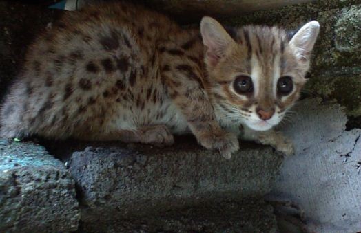 Kucing Hutan Prionailurus Bengalensis. (Foto: Wikimedia Commons)