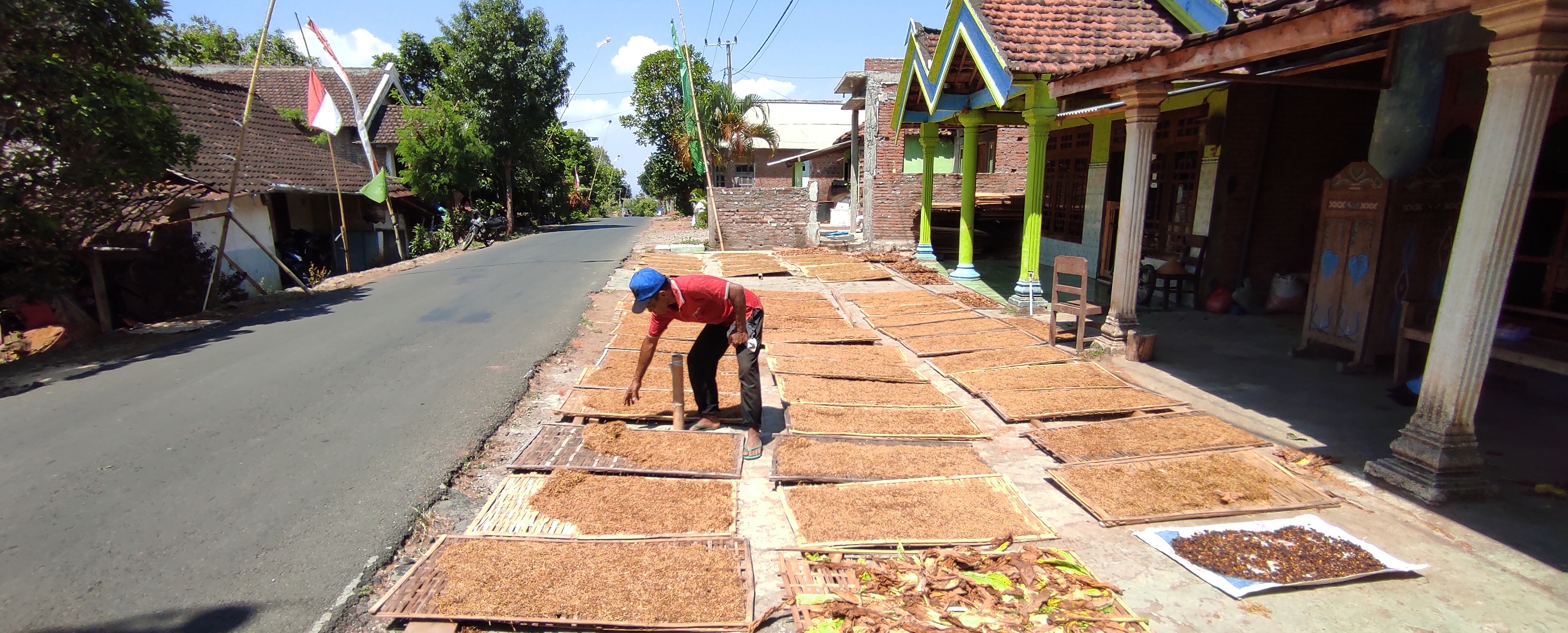 Petani tembakau yang ada di Desa Joho, Kecamatan Semen, Kabupaten Kediri, Jawa Timur. (Foto: Fendhy Plesmana/Ngopibareng.id)
