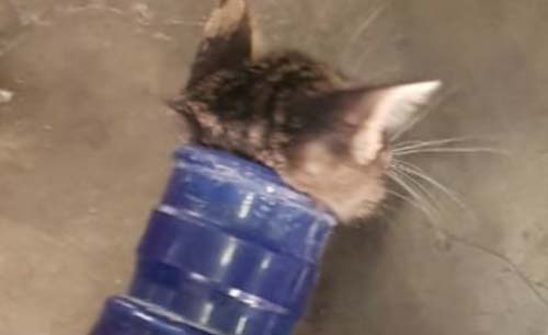 Seeokor anak kucing tersangkut di mulut galon, berhasil diselamatkan petugas Damkar Cengkareng, kemarin.  (Foto:Antara)