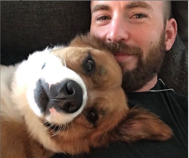 Chris Evans bersama anjingnya. (Instagram)