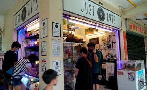 Toko Just Ant, toko khusus yang menjual semut milik John Ye di Singapura. (Foto:Reuters)