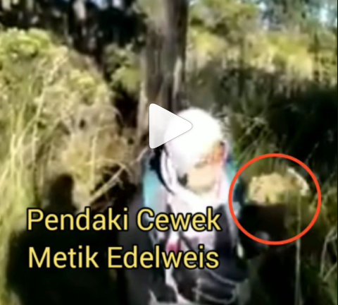 Tangkapan layar perempuan petik edelweis di Gunung Lawu. (Foto: Instagram@jejakpendaki)