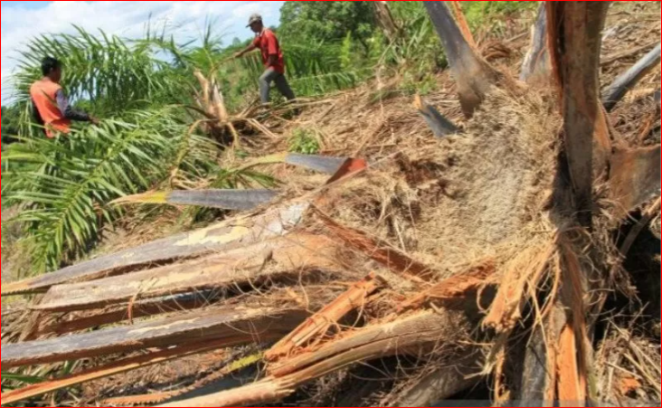 Arsip Foto. Warga menunjukan tanaman kelapa sawit yang dirusak kawanan gajah liar di Desa Seumantok, Pante Ceureumen, Aceh Barat, Aceh, Senin 24 September 2020. (Foto: Antara/Syifa Yulinnas)
