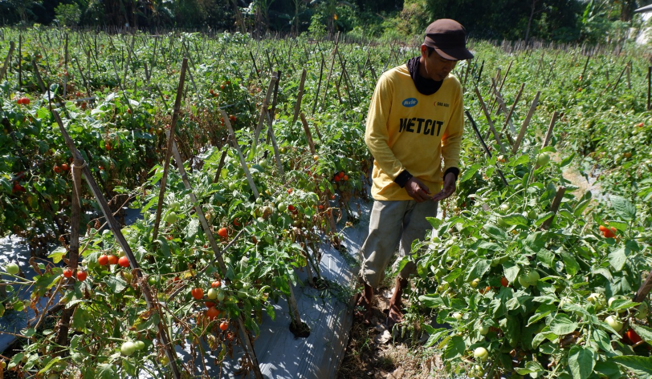 Petani di Probolinggo sedang memanen tomatnya di kebunnya. (Foto: Ikhsan Mahmudi/Ngopibareng.id)