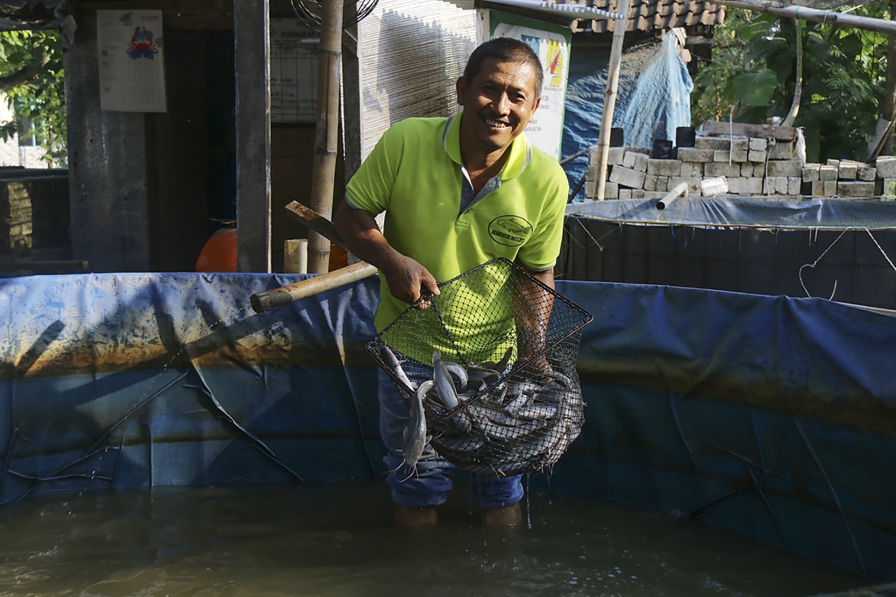 Liek Setiadji, Ketua Kelompok Budidaya Ikan Prima Makmur UMKM binaan SIG sedang melakukan pemanenan ikan. (istimewa) 