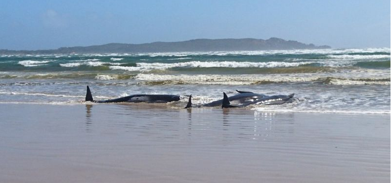 Paus pilot yang terdampar di Pantai Tasmania, Ausralia. (Bbc)