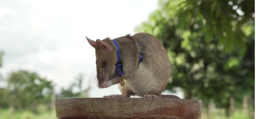 Magawa, tikus afrika raksasa yang dapat medali emas. (Tangkapan layar)