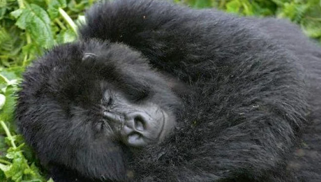 Ilustrasi hewan gorila. (Foto: Google)