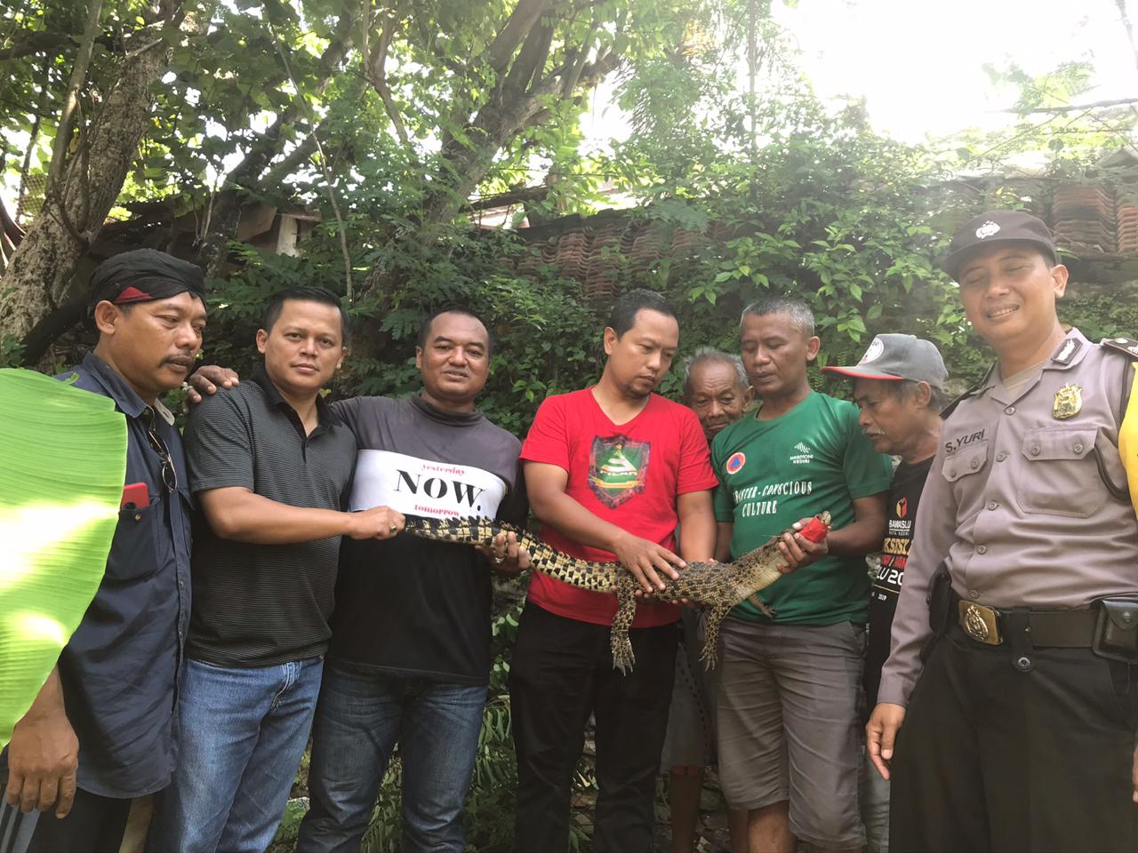 Penampakan buaya muara yang ditangkap rescue reptil Kediri dan relawan Kelurahan Ringin Anom, Kediri, Jawa Timur. (Foto: Fendhy Plesmana/Ngopibareng.id)