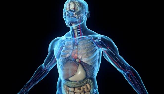 Ilustrasi organ tubuh manusia. (Foto: Google)