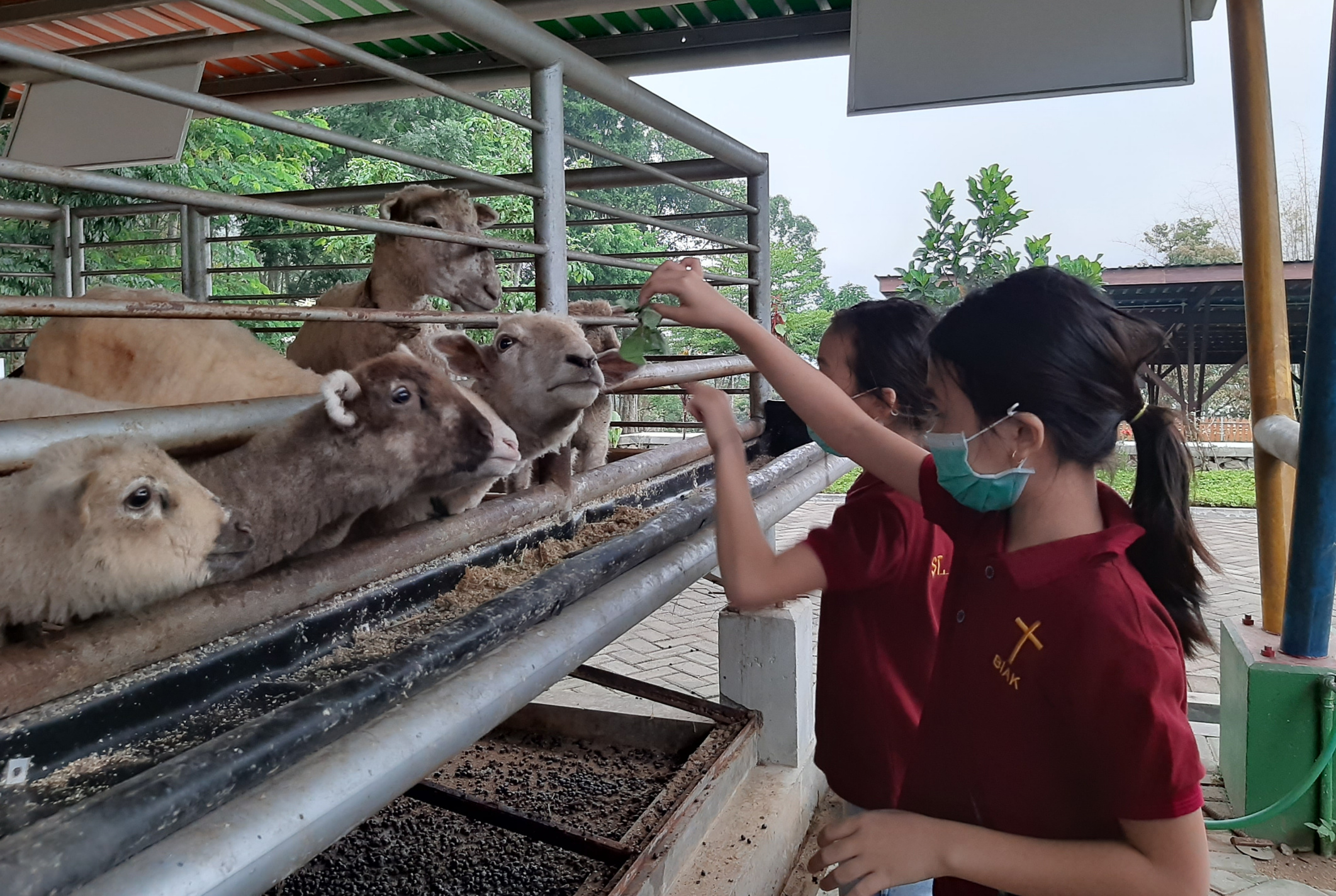 Milo dan Michio saat asyik memberi makan kambing di Edu Eco Agrowisata de-Farm Ubaya. (Foto: Pita Sari/Ngopibareng.id) 